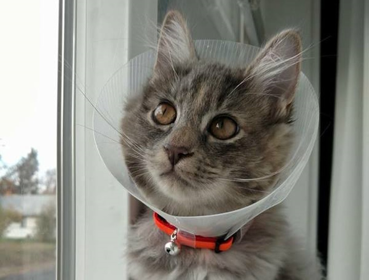 Spay & Neuter Procedures